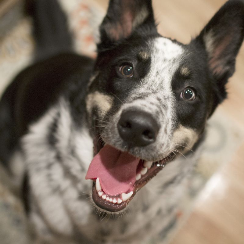 Cachorro Saudável Feliz