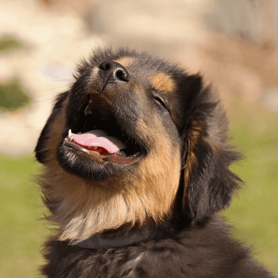 Cachorro Feliz ao Ar Livre