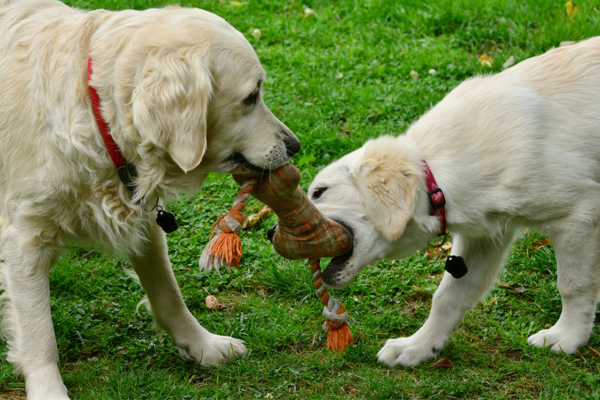 Dois cachorros da raça Golden brincando