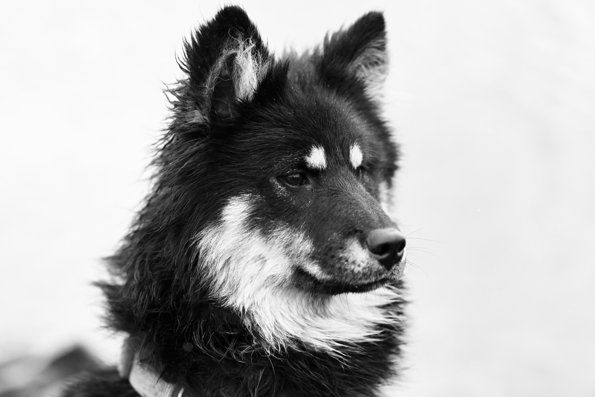 Cachorro da raça Husky olhando para a frente sério
