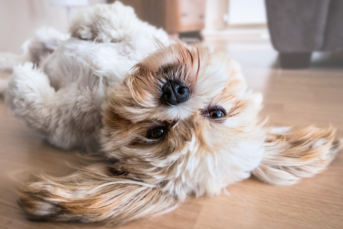 Cachorro pequeno peludo com barriga para cima