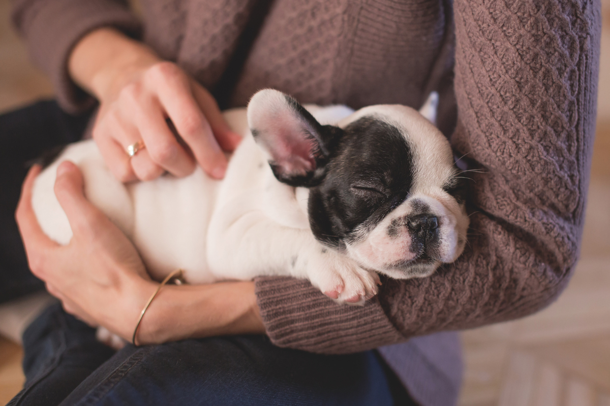 Tutor fazendo carinho no cachorro da raça Buldogue Francês
