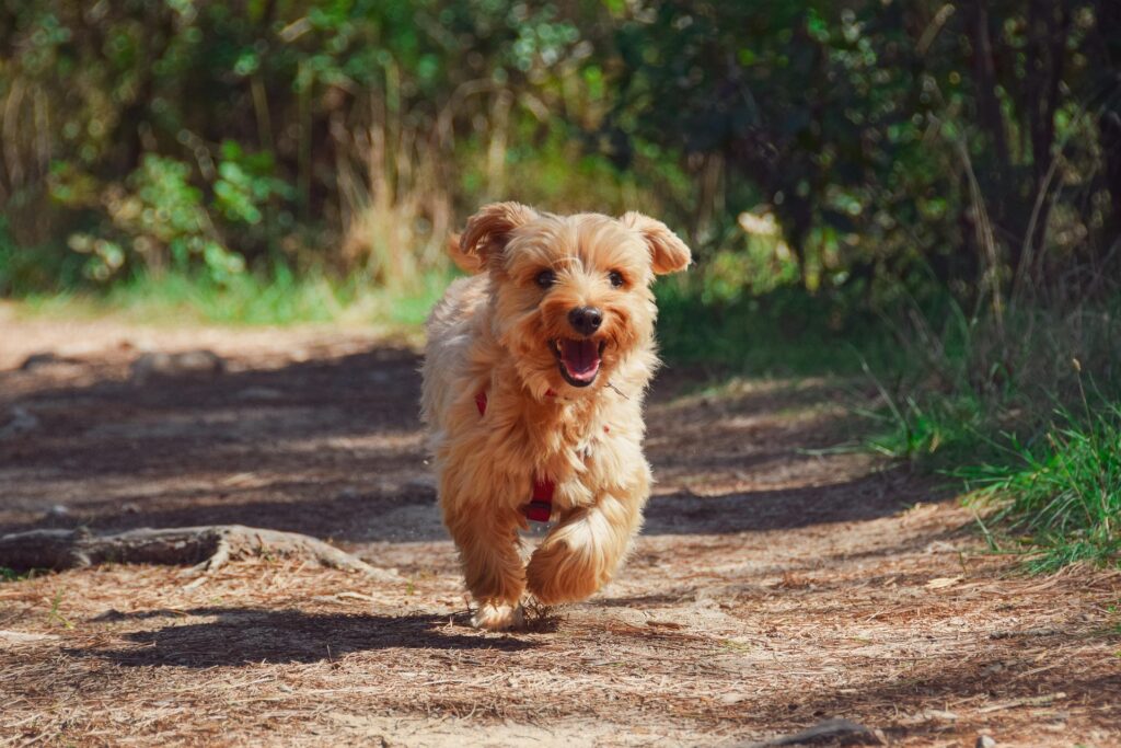 Cachorro correndo feliz